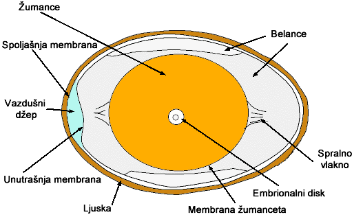Struktura jaja